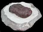 Red Barrandeops Trilobite - Hmar Laghdad, Morocco #39843-4